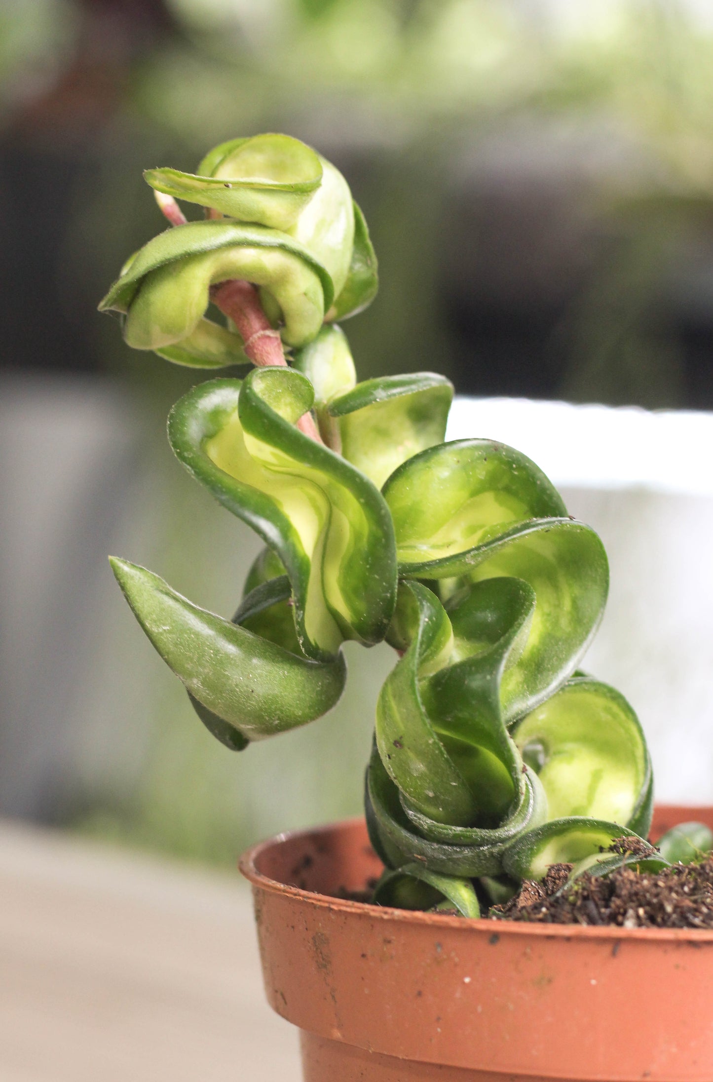Hoya Carnosa Compacta Muano Loa