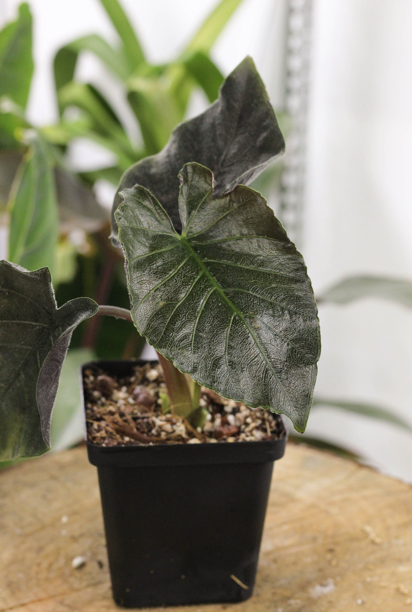 Alocasia Antorro Velvet.