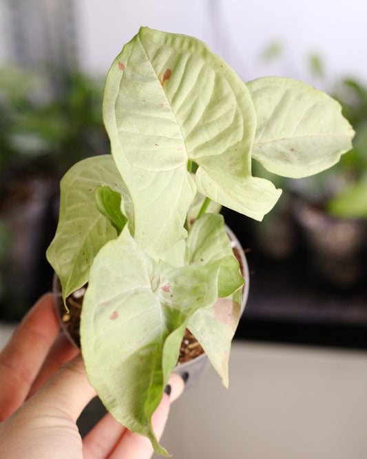 Syngonium Milk Confetti