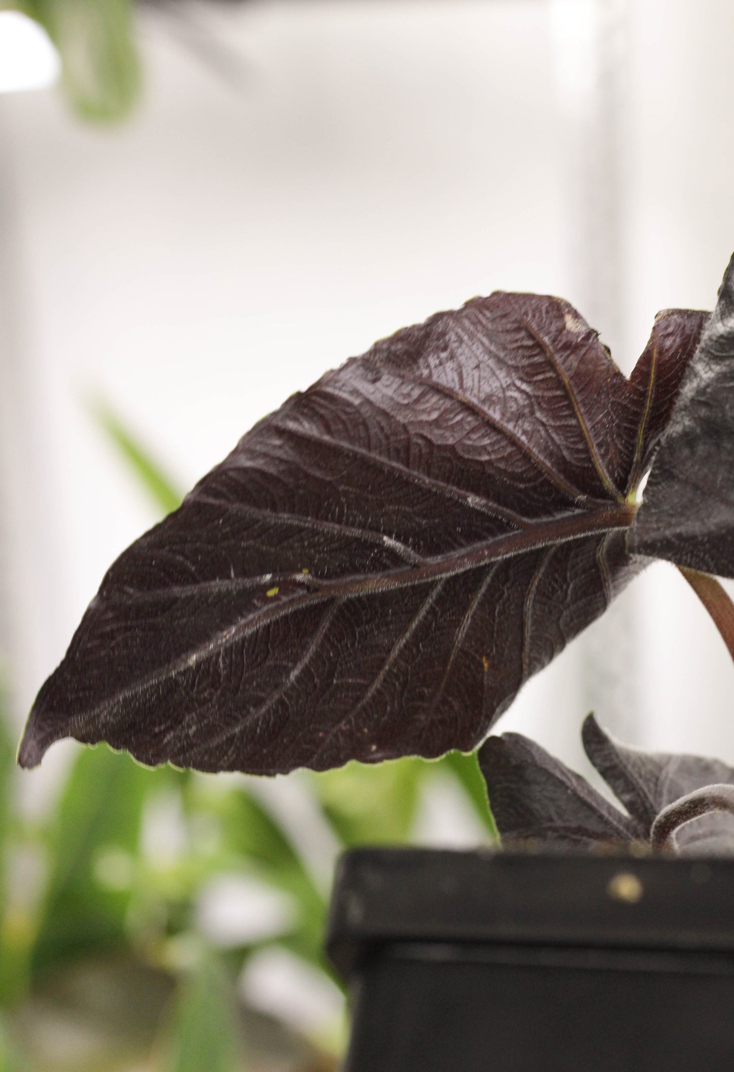 Alocasia Antorro Velvet.