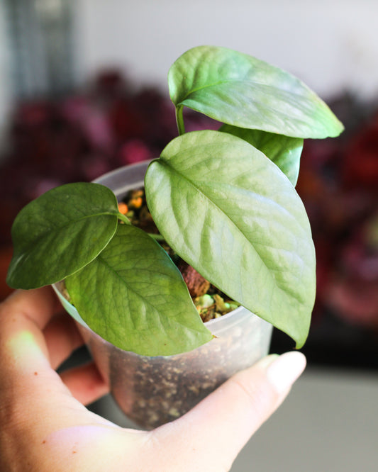 Epipremnum Cebu Blue