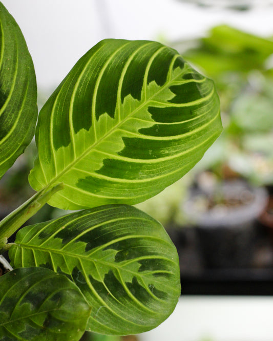 Maranta 'Lemon Lime'