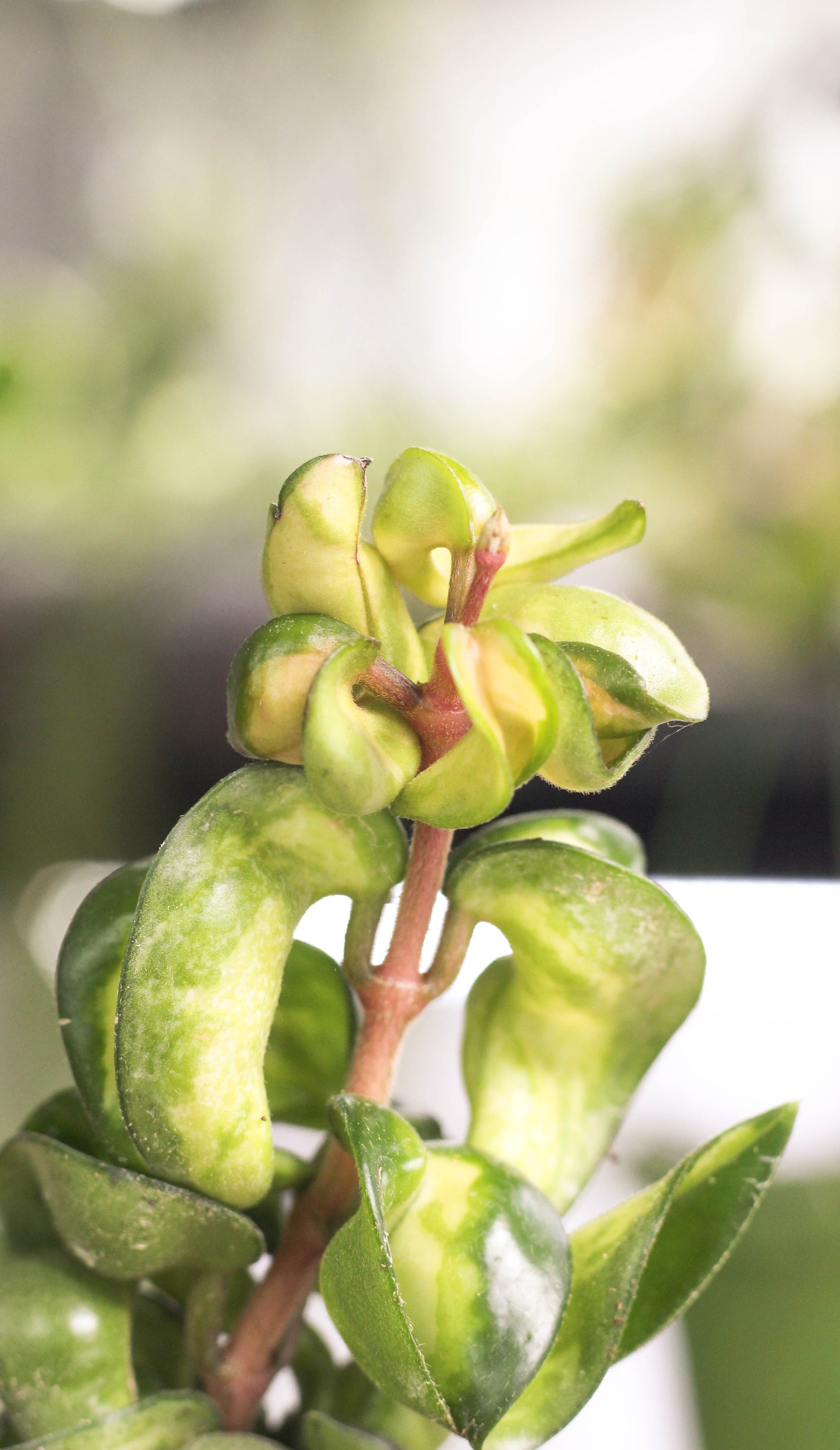 Hoya Carnosa Compacta Muano Loa
