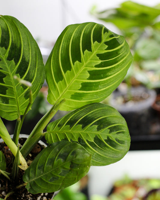 Maranta 'Lemon Lime'