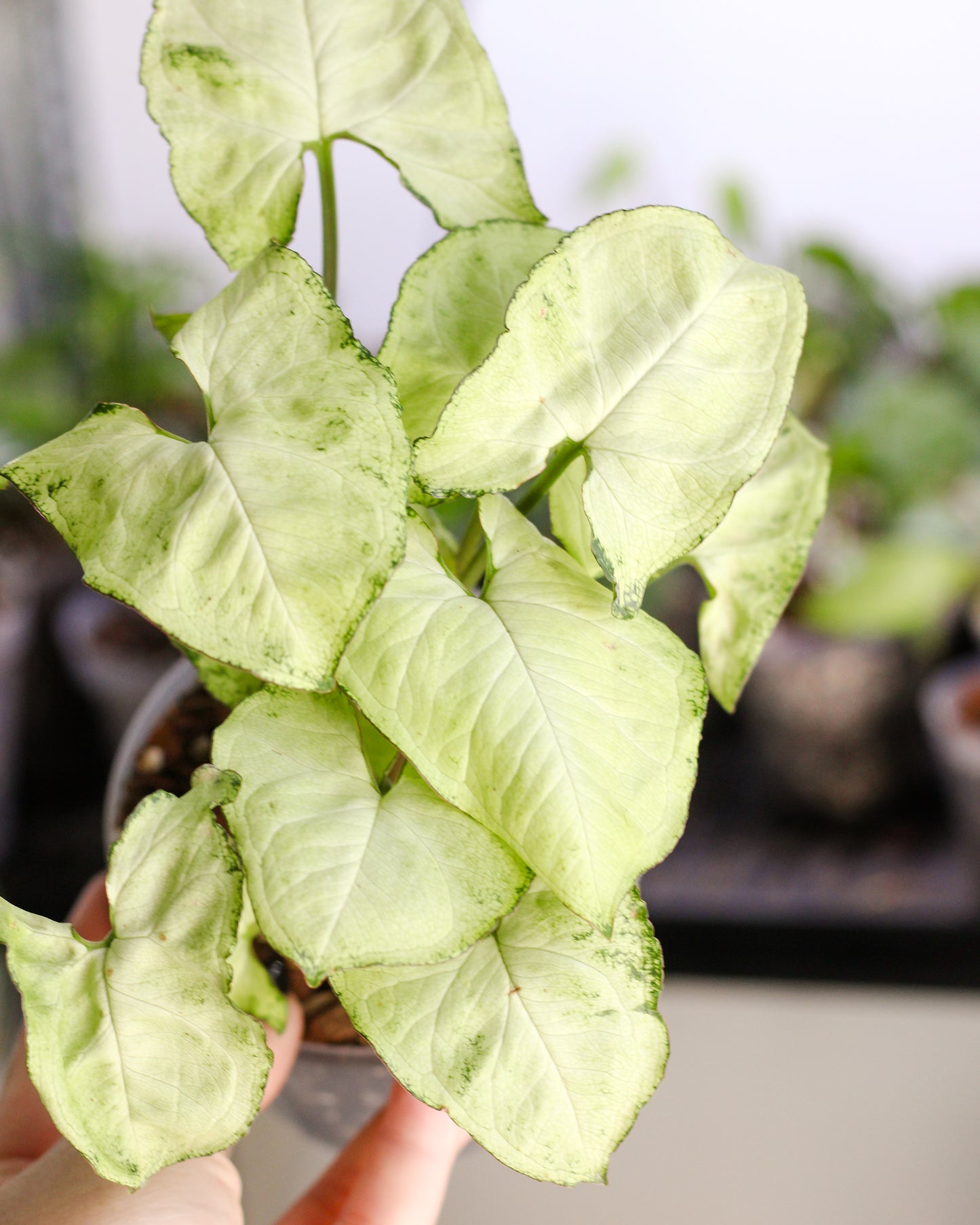 Syngonium Pixie