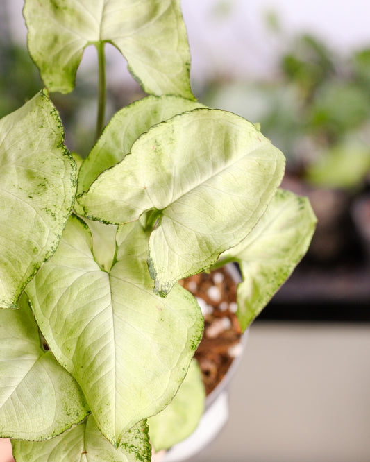 Syngonium Pixie