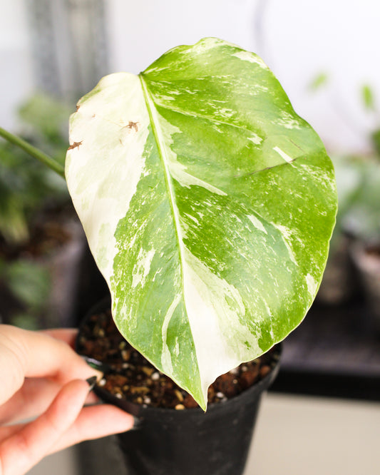 Monstera Albo Variegata A
