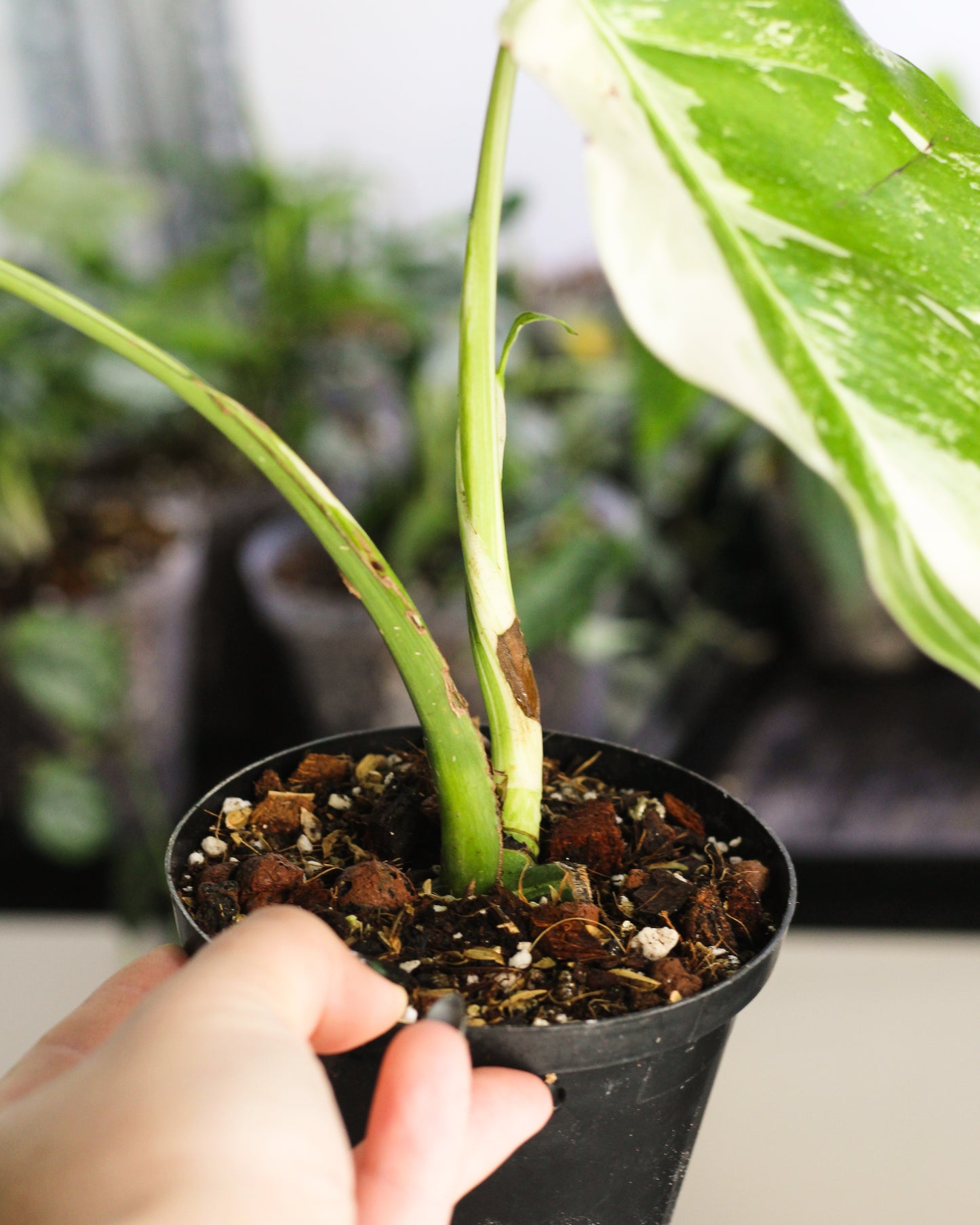 Monstera Albo Variegata A