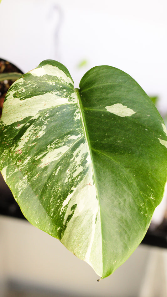 Monstera Albo Variegata A