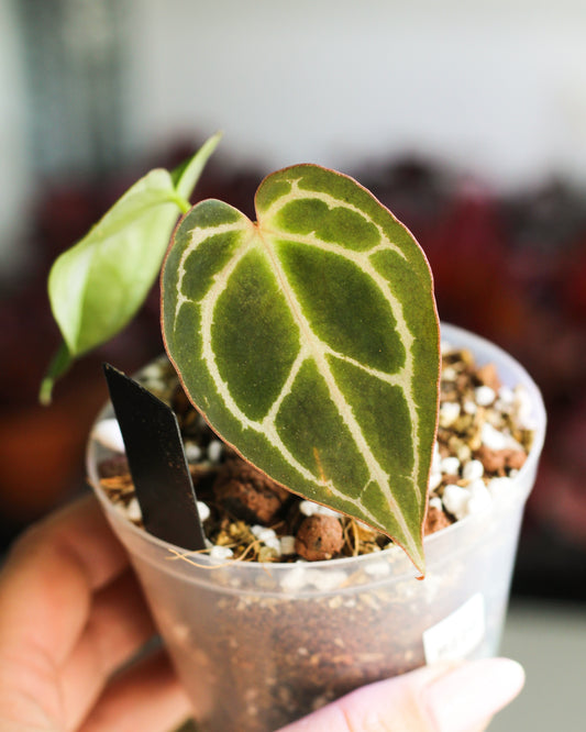 Anthurium NOID B