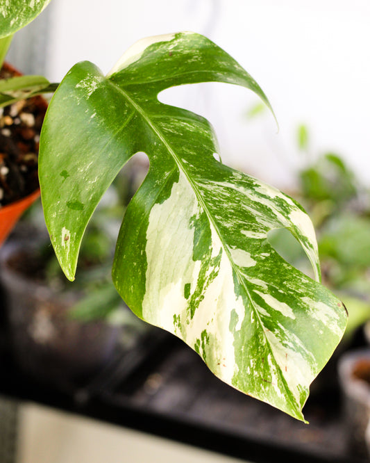 Monstera Albo Variegata B