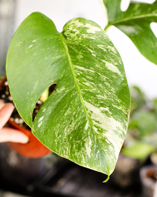 Monstera Albo Variegata B