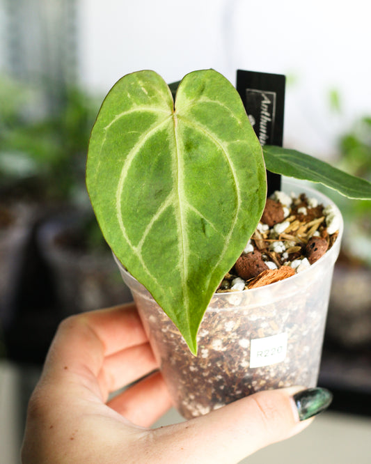 Anthurium NOID A