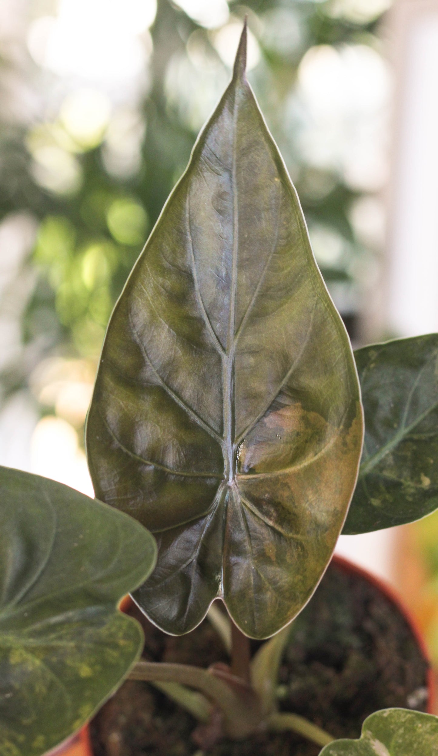 Alocasia Wentii Aurea