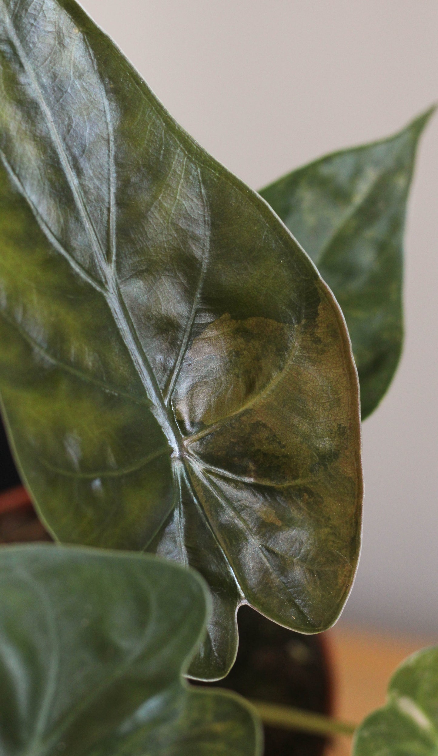 Alocasia Wentii Aurea
