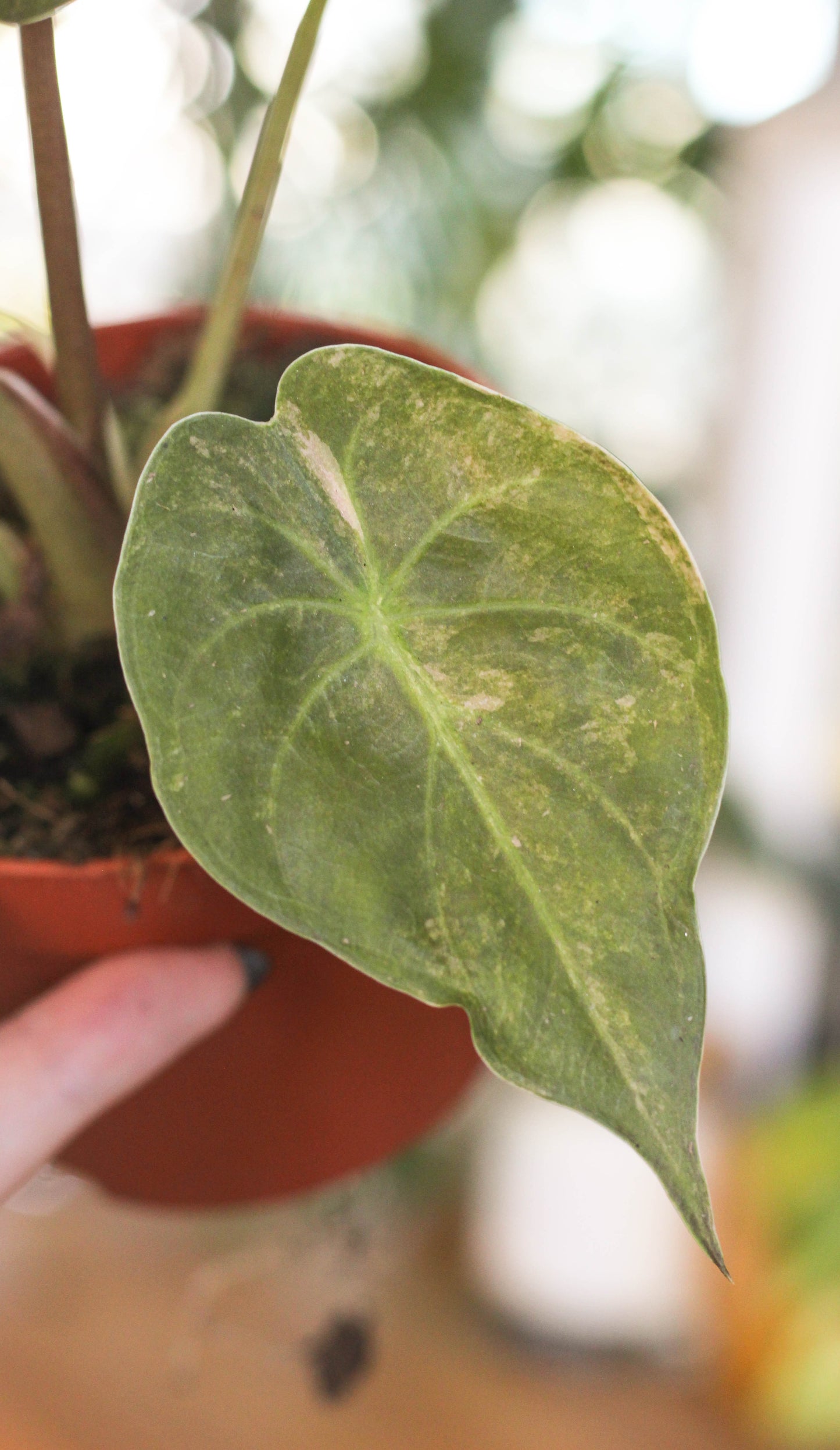 Alocasia Wentii Aurea