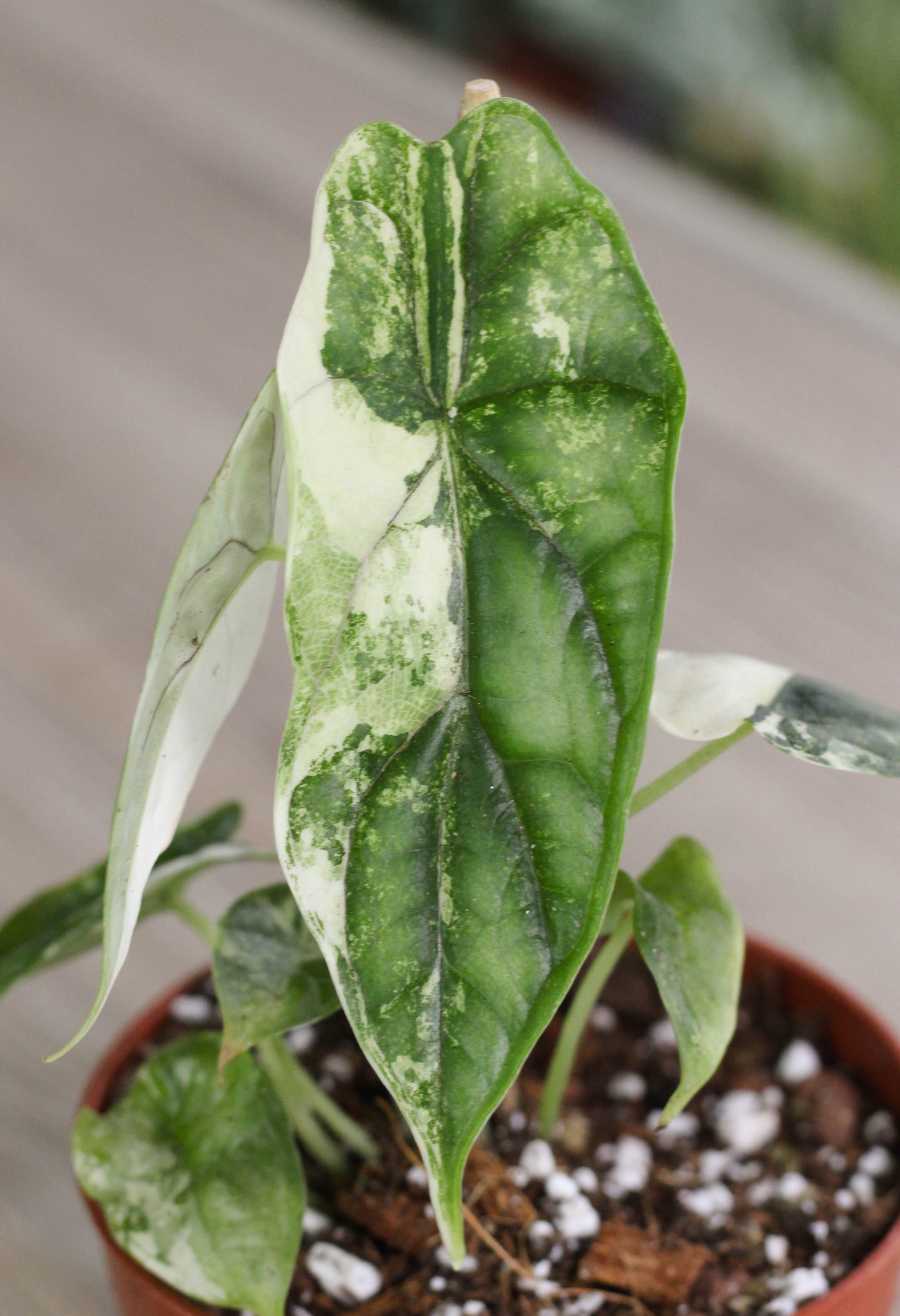 Alocasia Dragonscale Albo