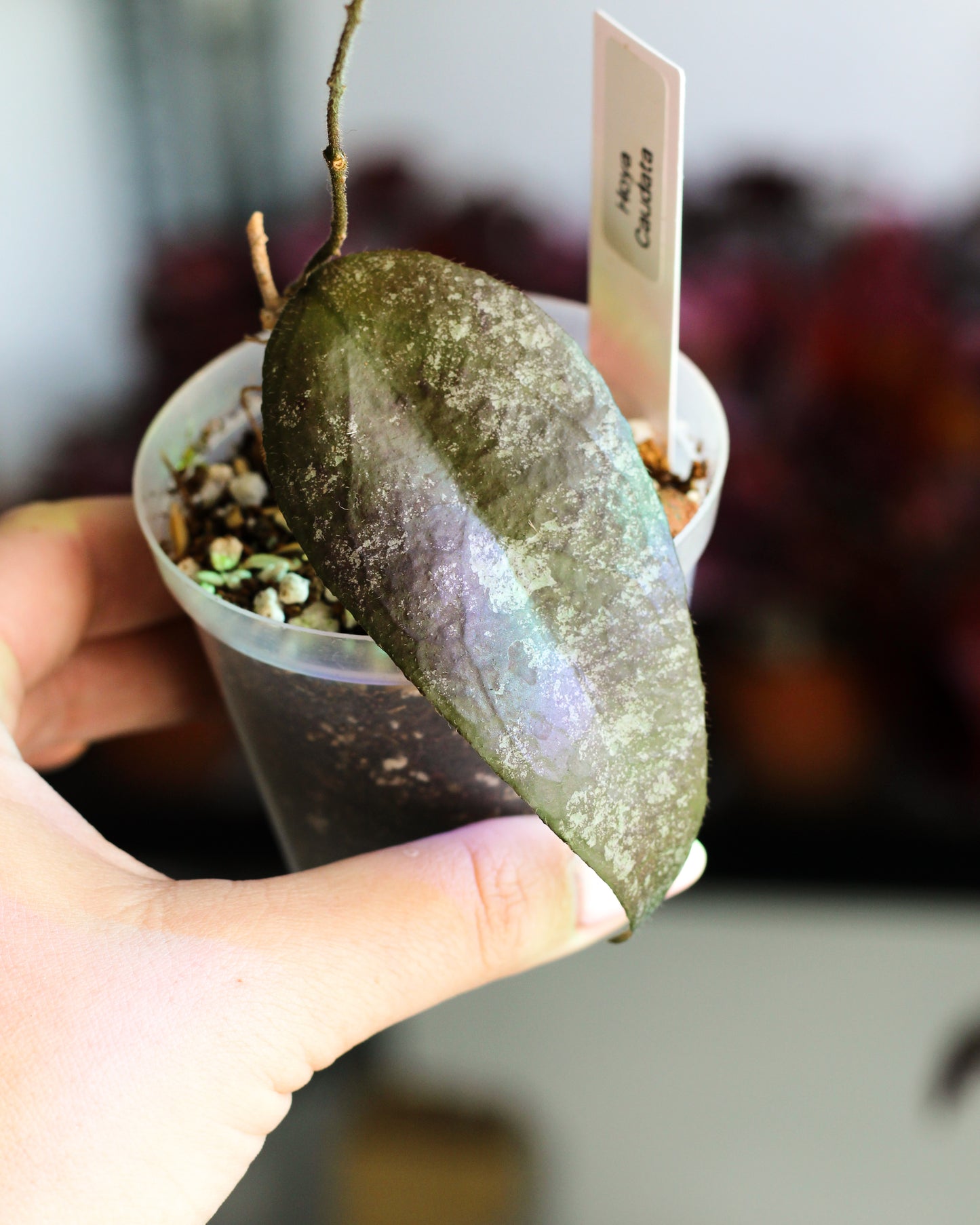 Hoya Caudata Sumatra