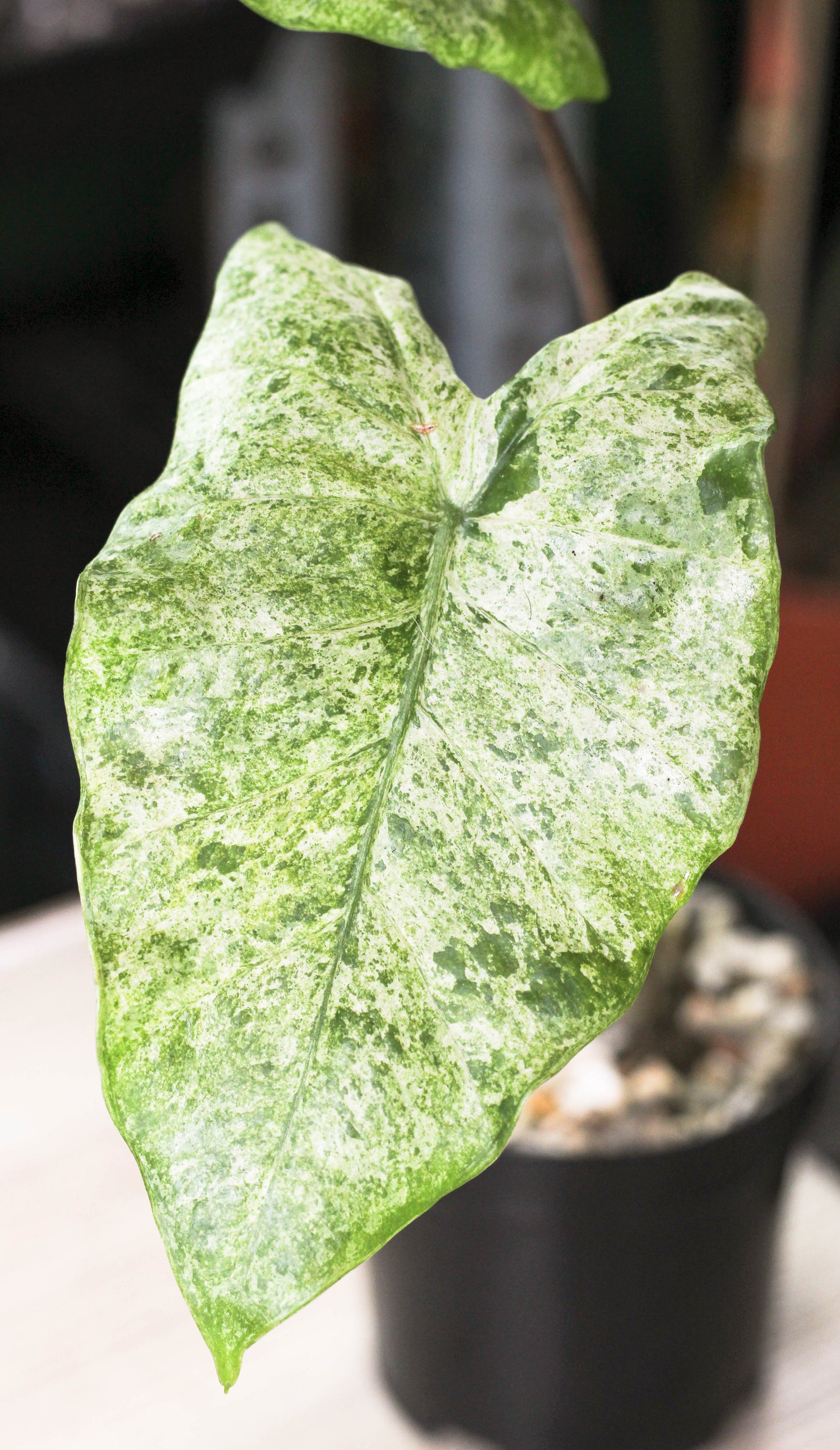 Alocasia Camouflage ( Odora Batik)