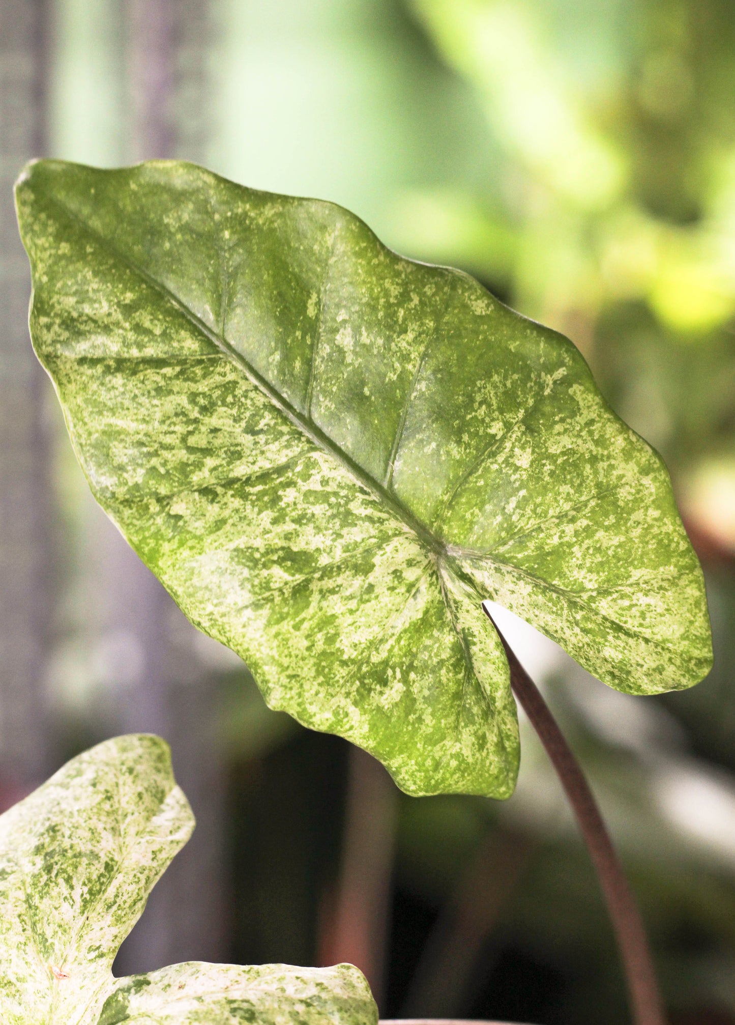 Alocasia Camouflage ( Odora Batik)