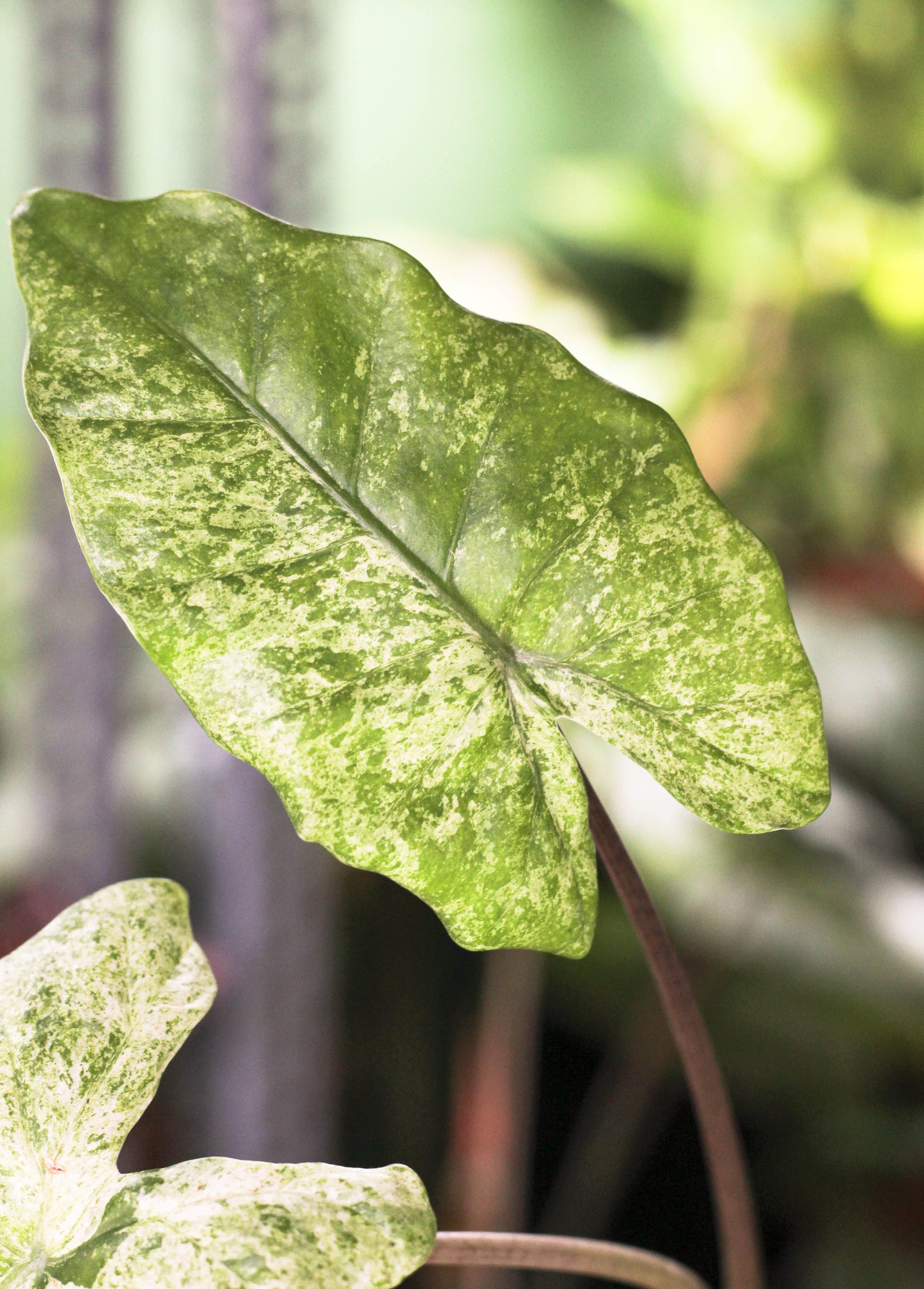 Alocasia Camouflage ( Odora Batik)