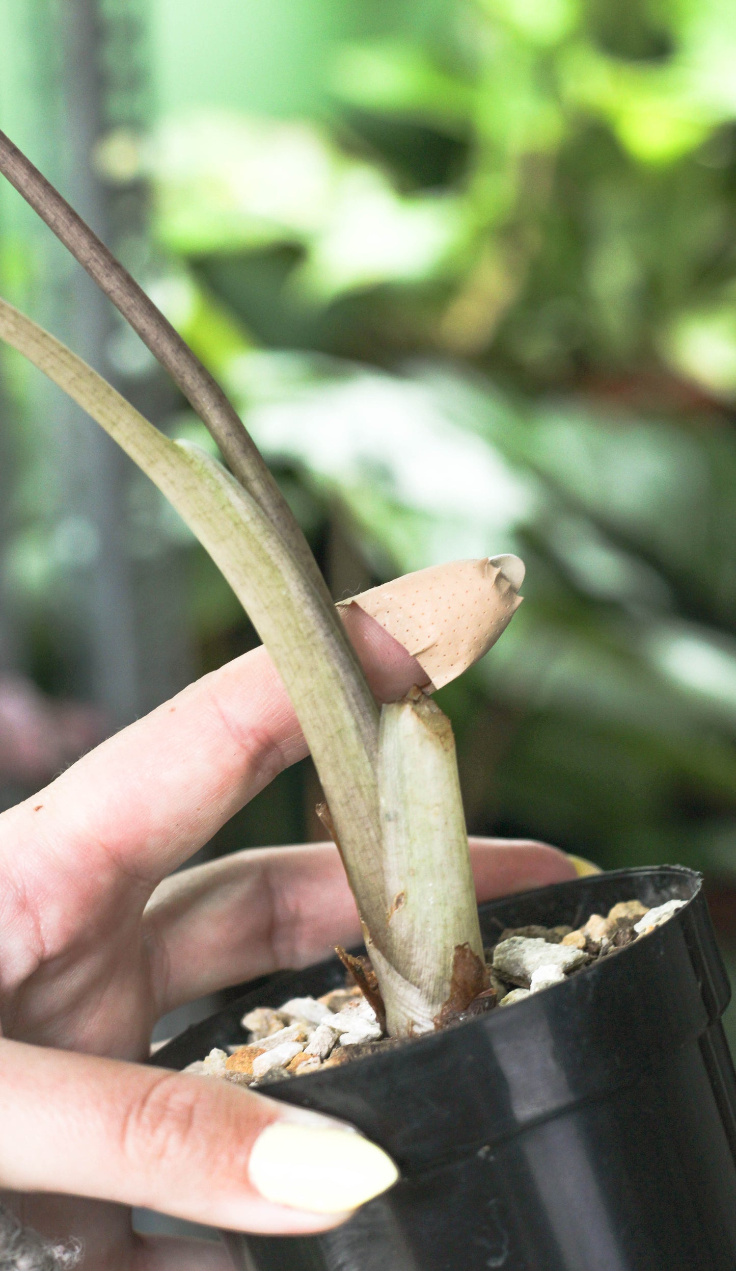 Alocasia Camouflage ( Odora Batik)