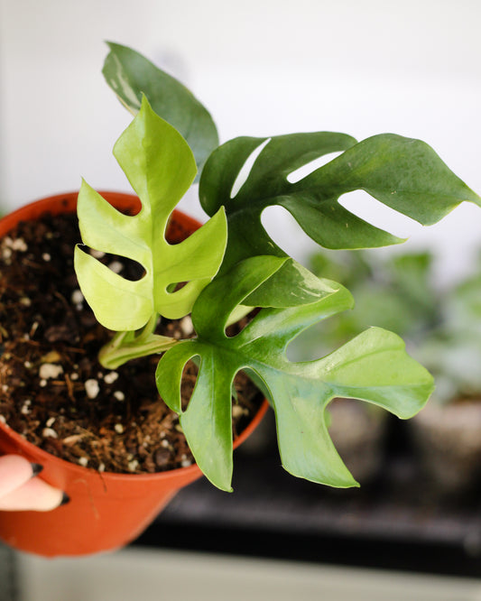 Rhaphidophora Tetrasperma Variegated Reverted