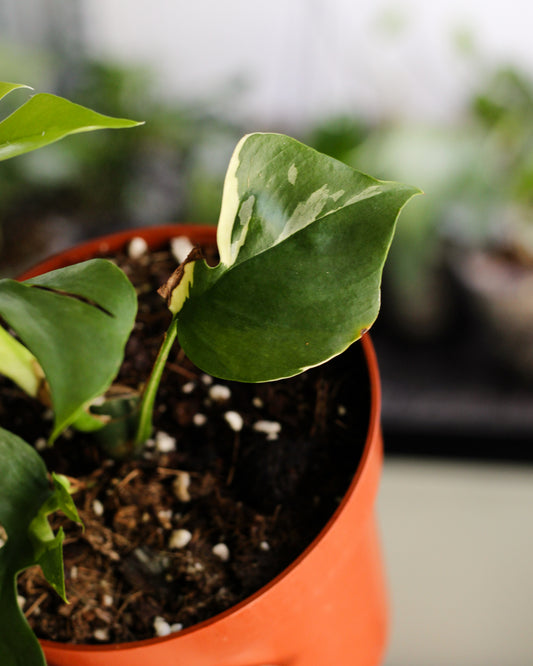 Rhaphidophora Tetrasperma Variegated Reverted