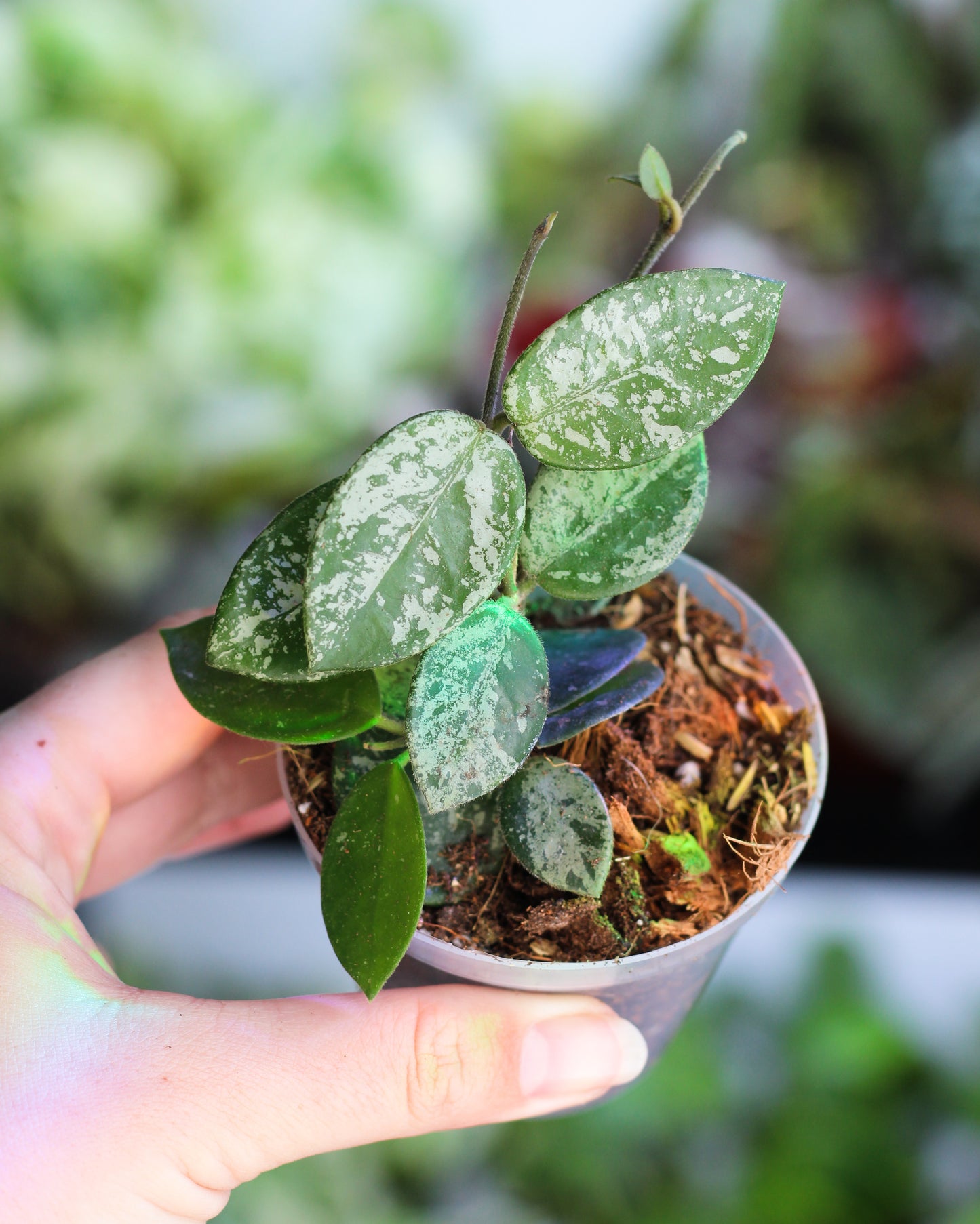 Hoya Matilde Splash
