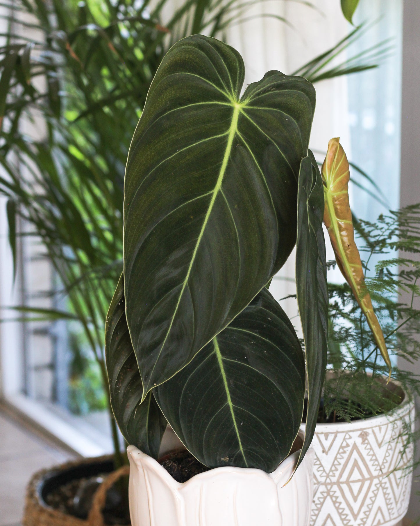 Philodendron Melanochrysum
