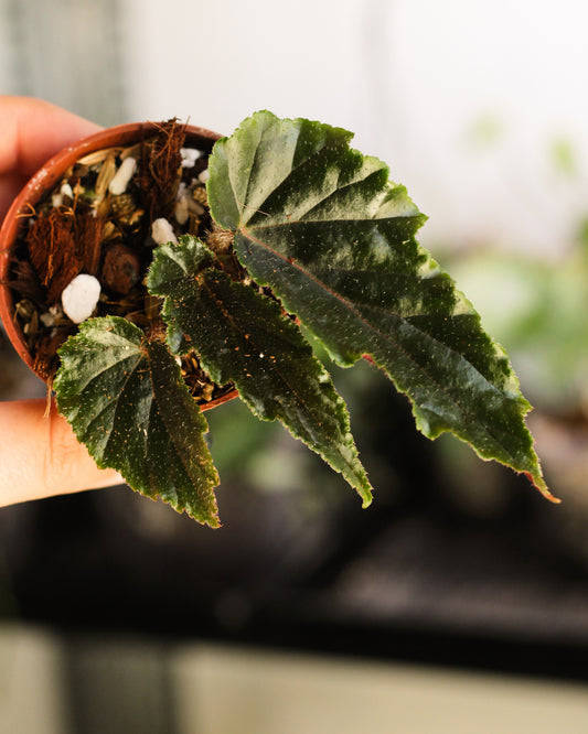 Begonia Ginny ( Reverted Galaxy )