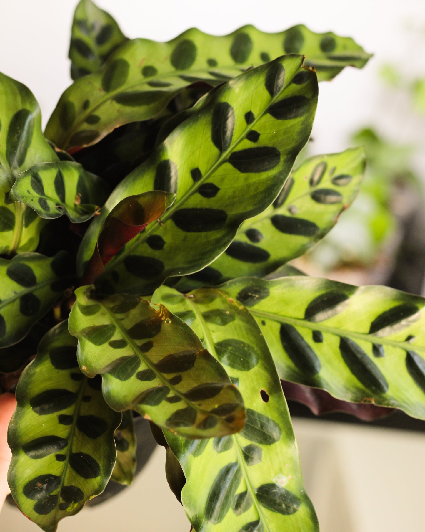 Calathea Insignis