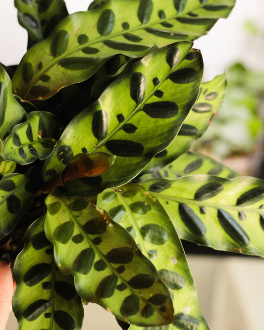 Calathea Insignis