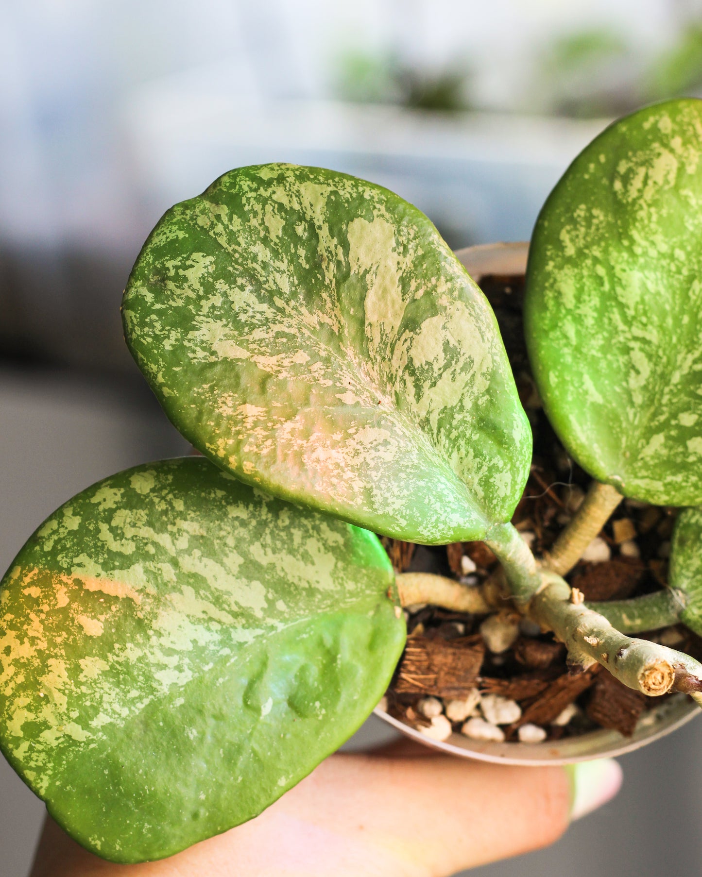 Hoya Obovata Splash