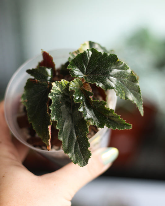 Begonia Ginny - reverted galaxy