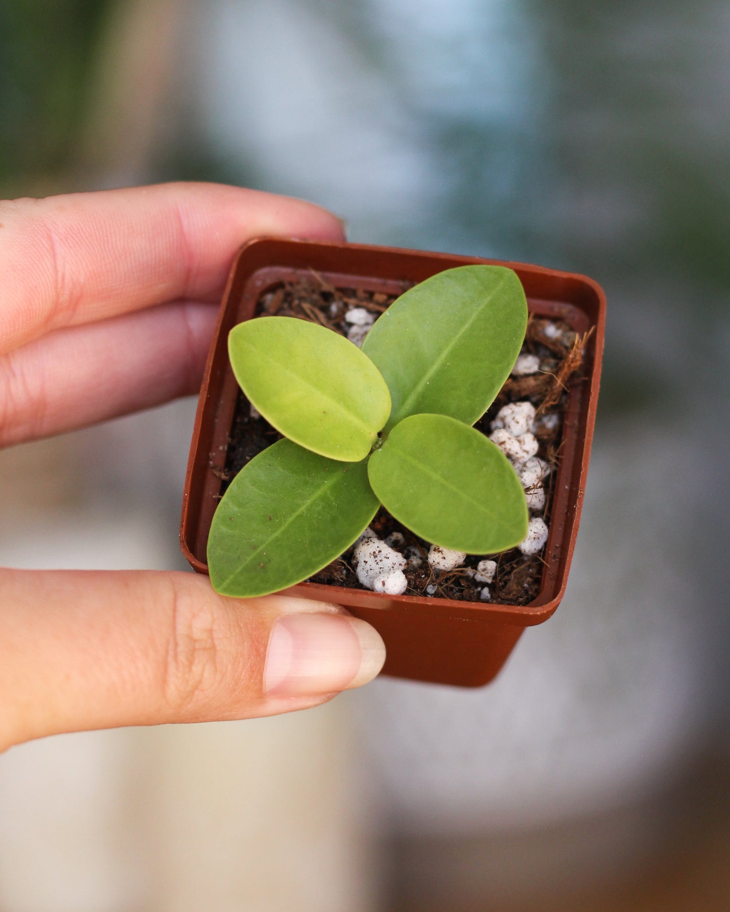 Hoya Cumingiana