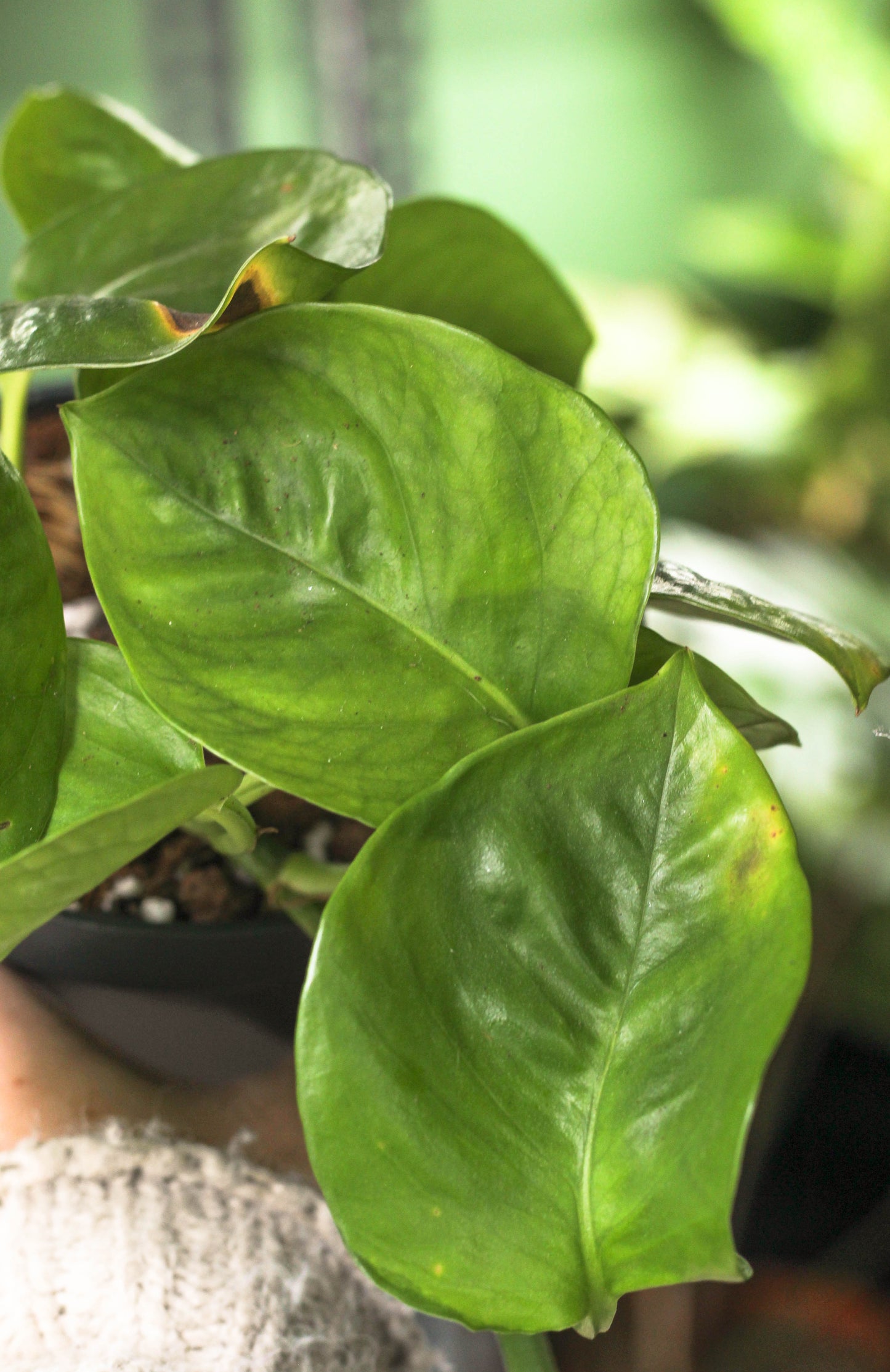 Global Green Pothos - Reverted Strands