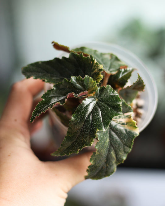 Begonia Ginny - reverted galaxy