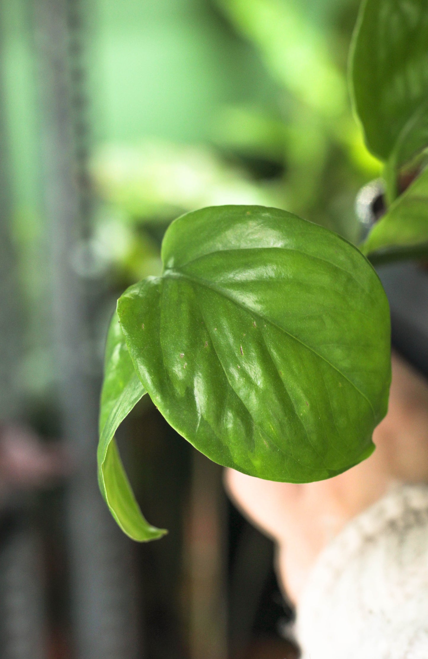 Global Green Pothos - Reverted Strands
