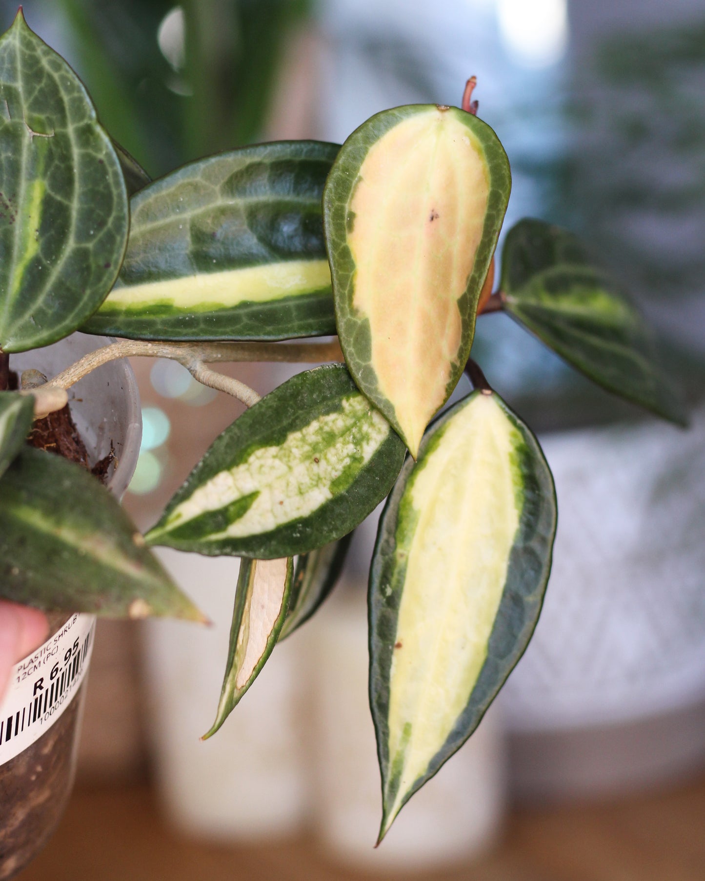 Hoya Latifolia Inner Variegated