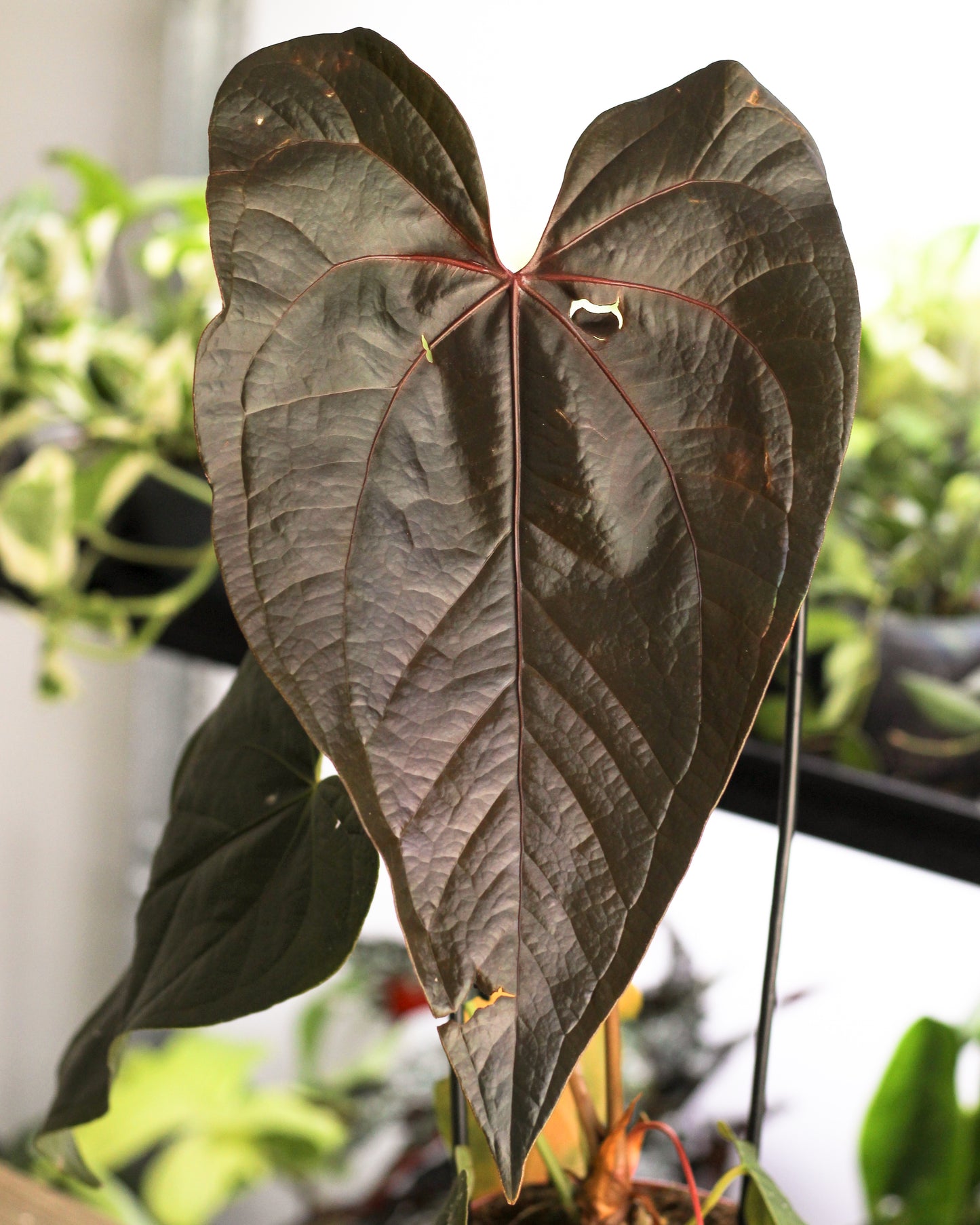 Anthurium Queen of Hearts