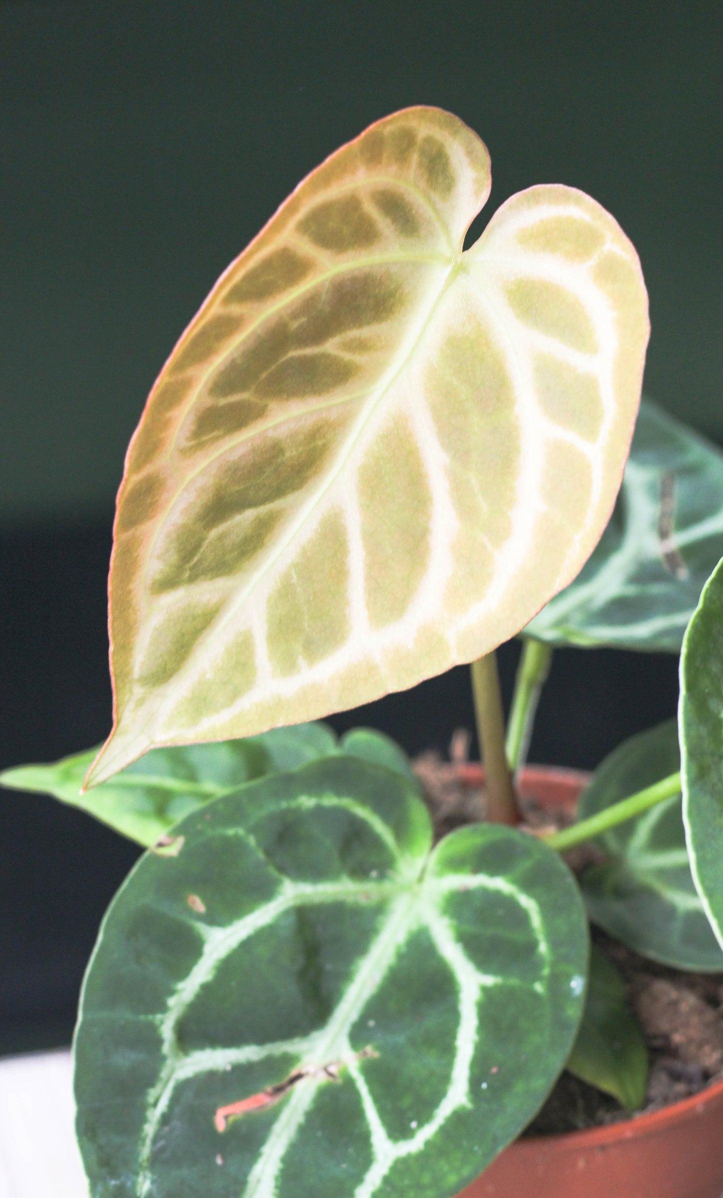 Anthurium Silverblush