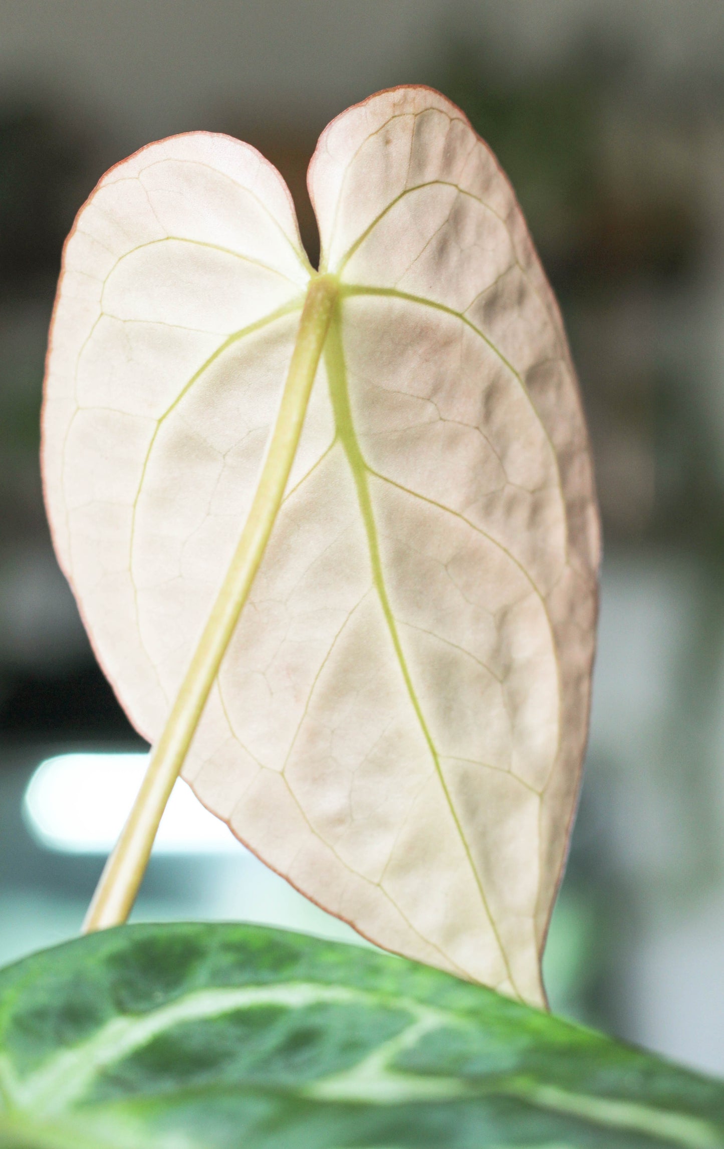 Anthurium Silverblush