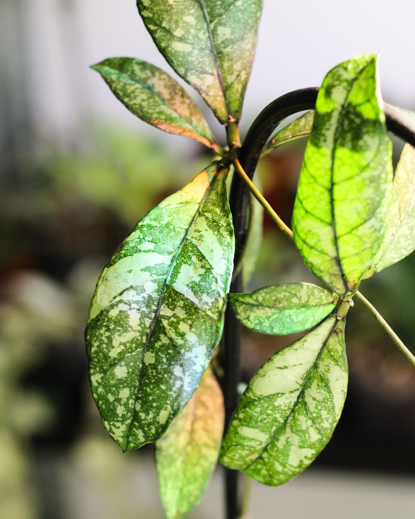 Hoya Crassipetiolata Splash