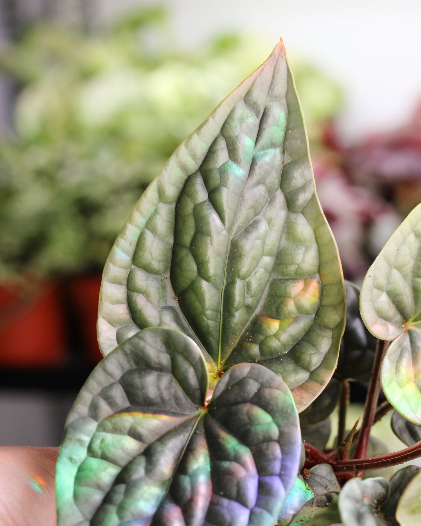 Anthurium Lux SIlver 15cm