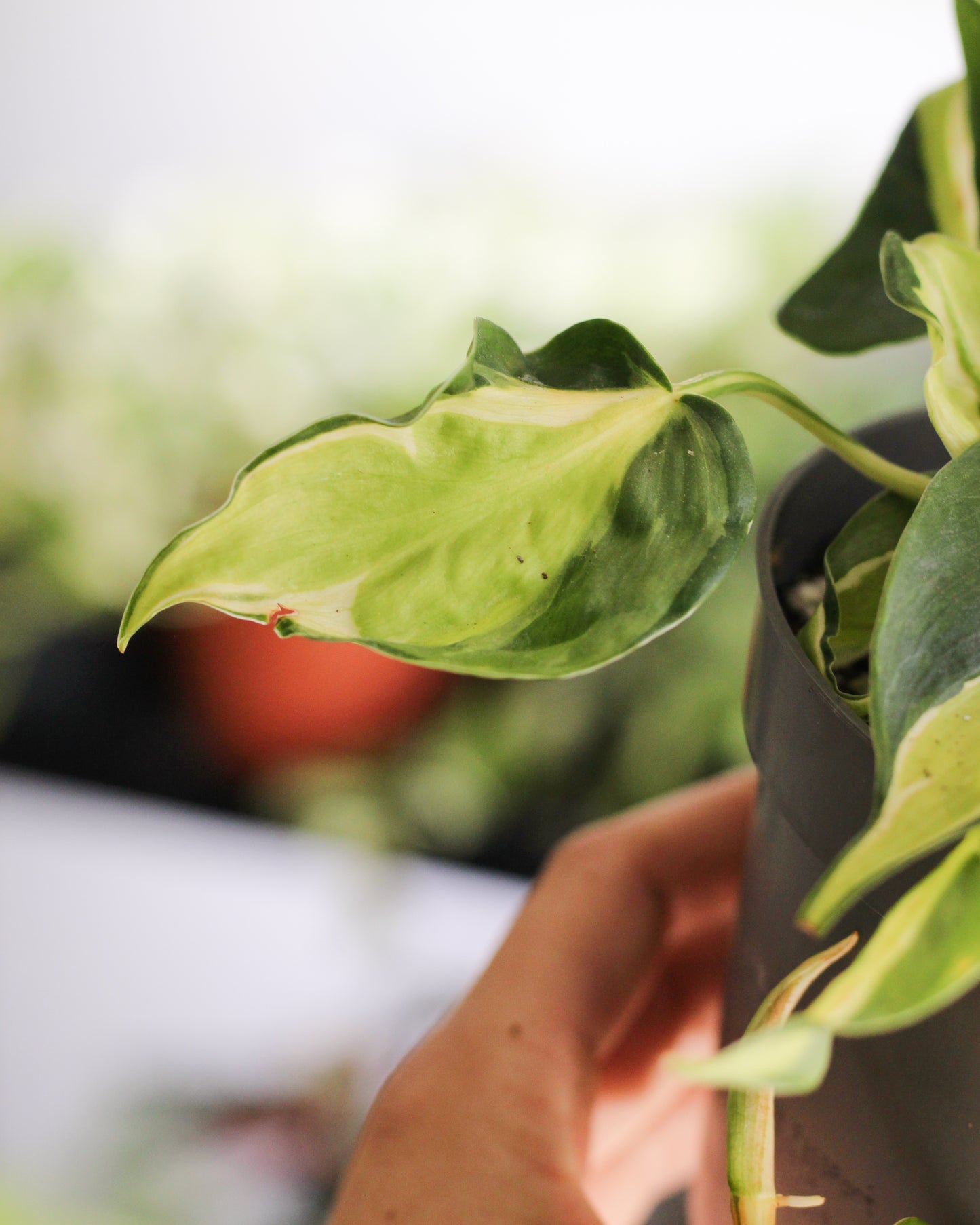 Philodendron Cream Splash