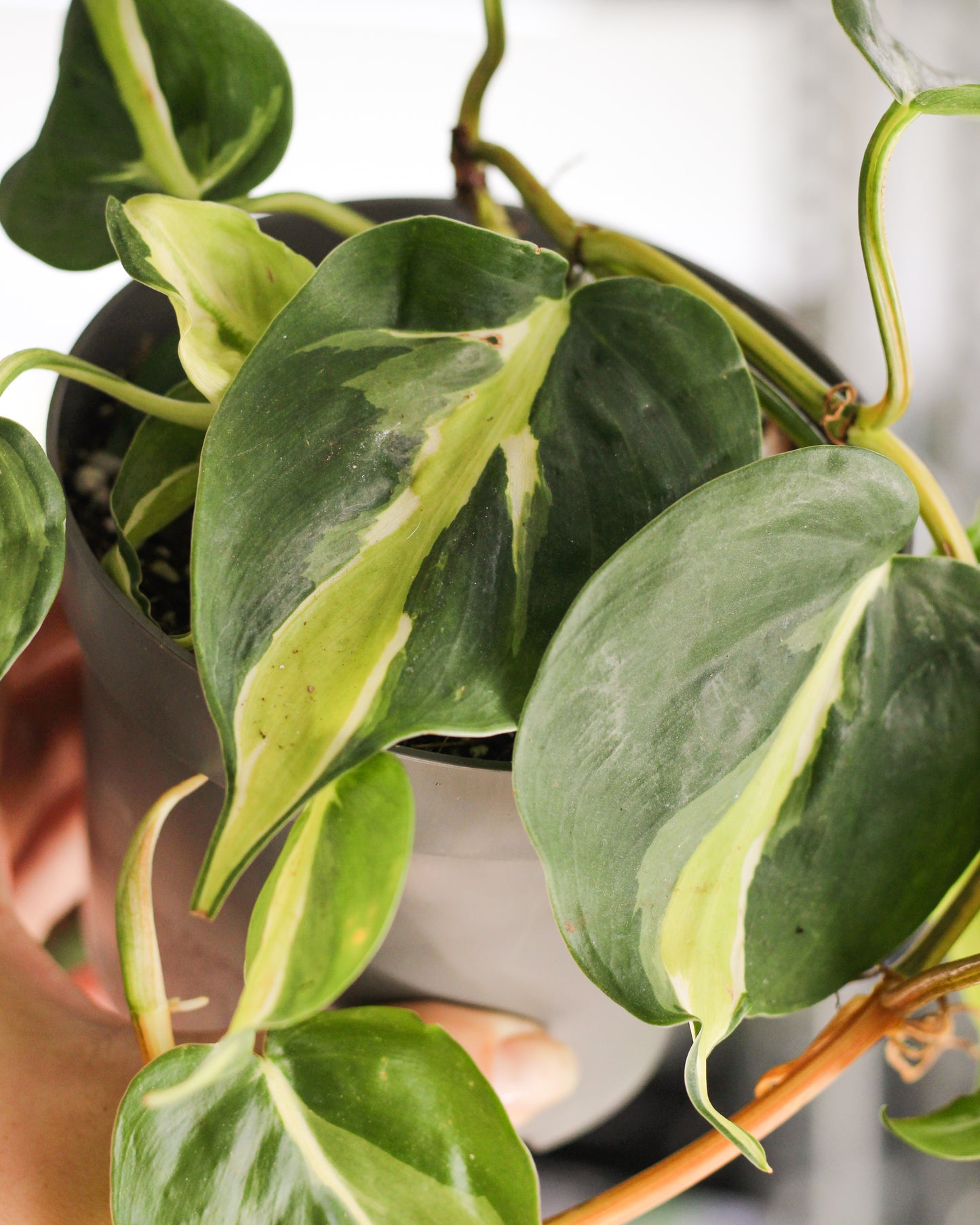 Philodendron Cream Splash