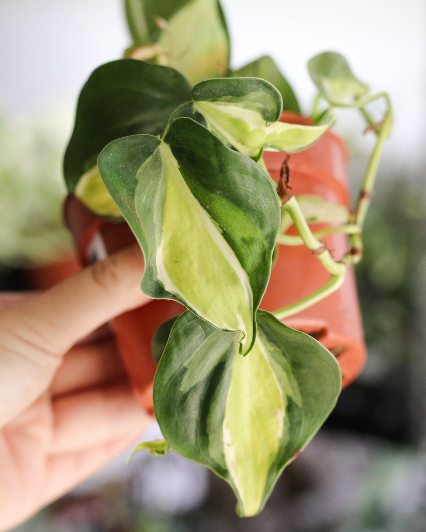 Philodendron Cream Splash