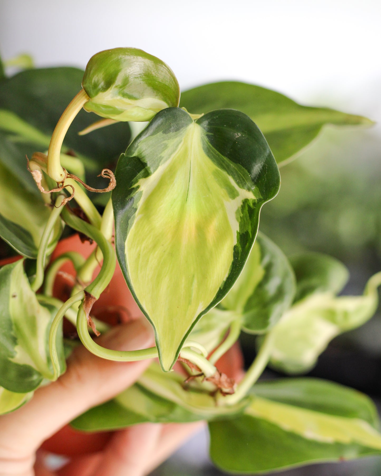 Philodendron Cream Splash