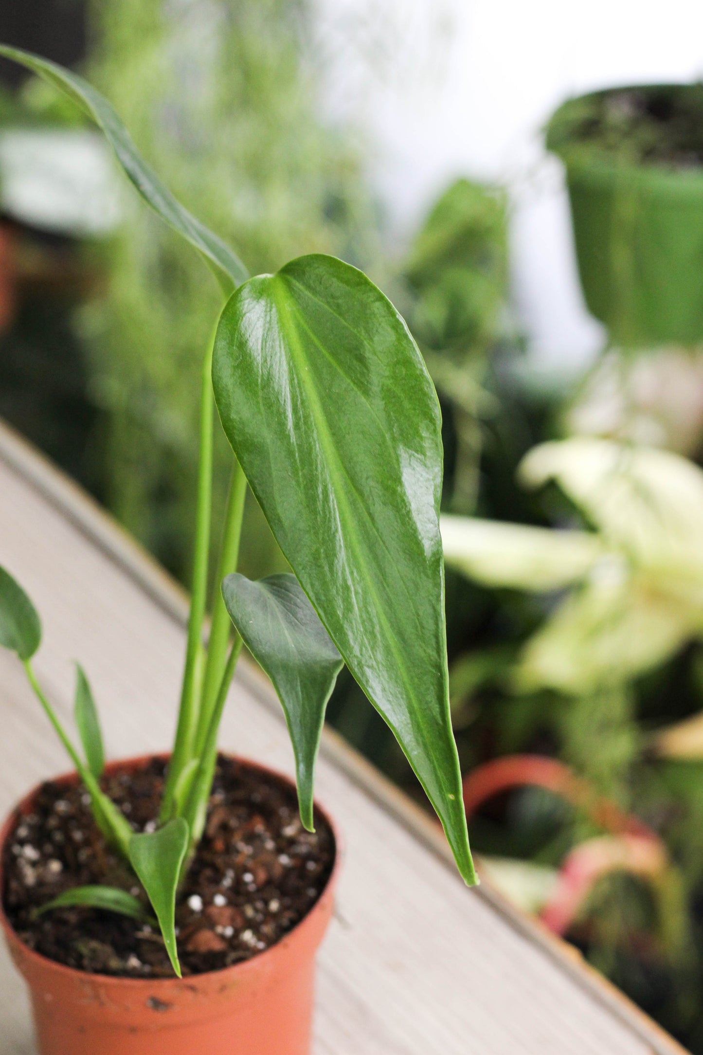 Monstera Burle Marx Flame